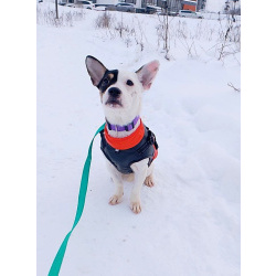 Маленькая красивая собачка