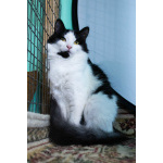 Красивая пушистая кошечка, 8 месяцев