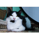 Красивая пушистая кошечка, 8 месяцев