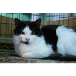 Красивая пушистая кошечка, 8 месяцев