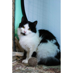 Маленький, пушистый, робкий котёнок