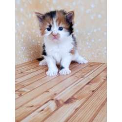 Девочки Мейн-кун