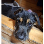 Щенок бородатик Грейси ищет дом.