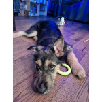 Щенок бородатик Грейси ищет дом.