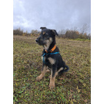 Щенок бородатик Грейси ищет дом.