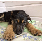 Щенок бородатик Грейси ищет дом.