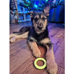 Щенок бородатик Грейси ищет дом.