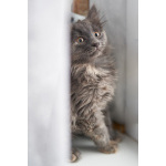 Красивые пушистые котята в добрые руки