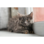 Красивые пушистые котята в добрые руки