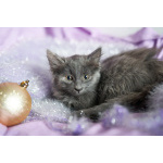 Красивые пушистые котята в добрые руки