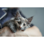 Красивые пушистые котята в добрые руки