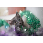 Красивые пушистые котята в добрые руки