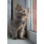 Красивые пушистые котята в добрые руки