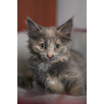 Красивые пушистые котята в добрые руки