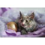 Красивые пушистые котята в добрые руки