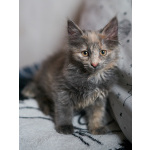 Красивые пушистые котята в добрые руки