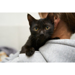 Невероятный ласкушечка котёнок Отелло в добрые руки