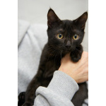 Невероятный ласкушечка котёнок Отелло в добрые руки