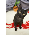 Невероятный ласкушечка котёнок Отелло в добрые руки