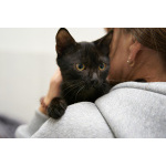 Невероятный ласкушечка котёнок Отелло в добрые руки