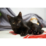 Невероятный ласкушечка котёнок Отелло в добрые руки