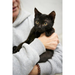 Невероятный ласкушечка котёнок Отелло в добрые руки