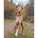 Очаровательный некрупный песик-подросток Вилли ищет семью