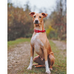 Очаровательный некрупный песик-подросток Вилли ищет семью