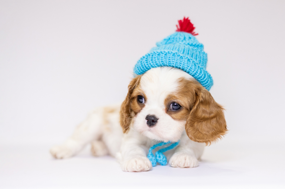 Кавалер Кинг Чарльз Спаниель, мальчики РКФ