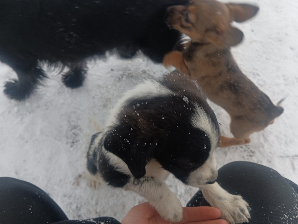 Отдам в добрые руки щенки очень послушные