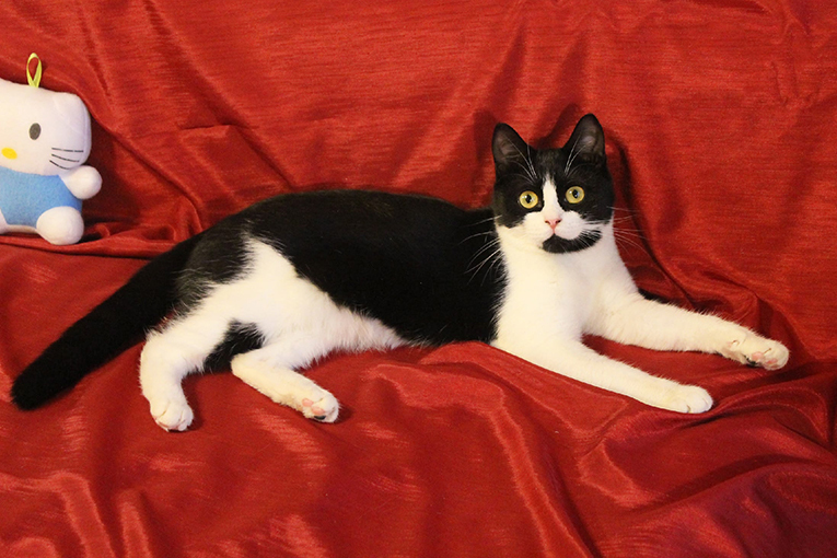 Кошечка-подросток Панча ищет дом