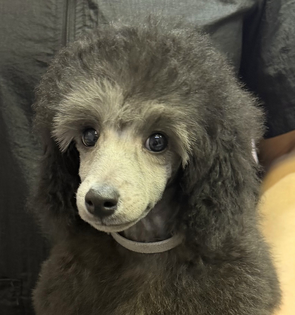 Щенок пуделя миниатюрный мальчик серебристый Джентли Борн Рондо