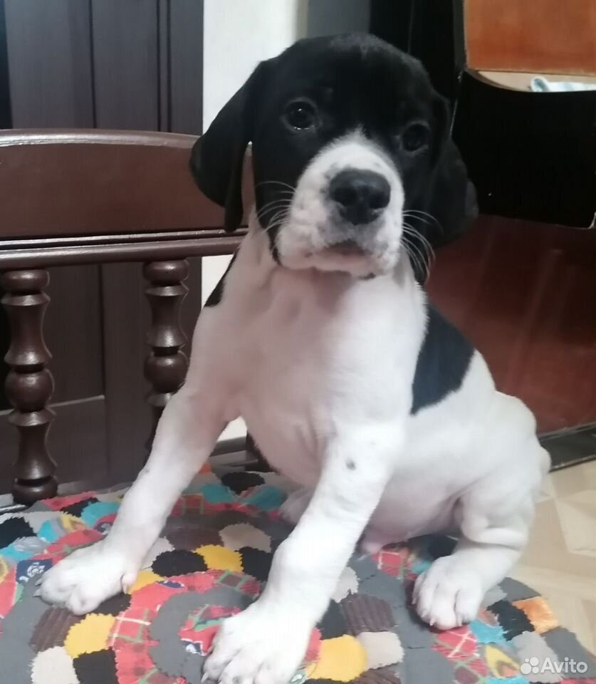 Английский пойнтер