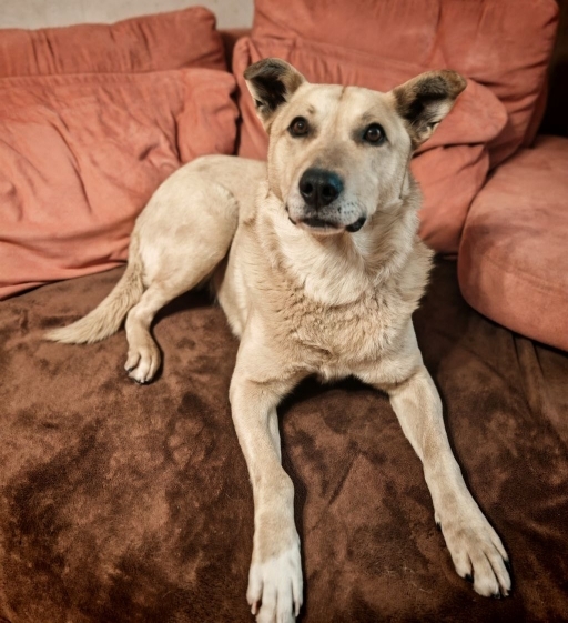 Лапус самый человекоорентированный пёс на свете!