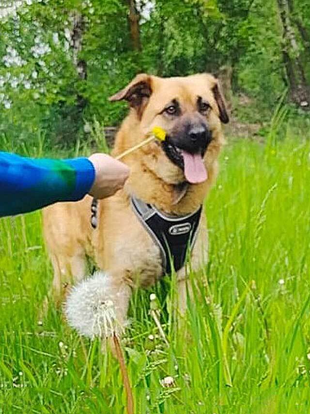 Некрупный солнечный пес Айк ищет дом