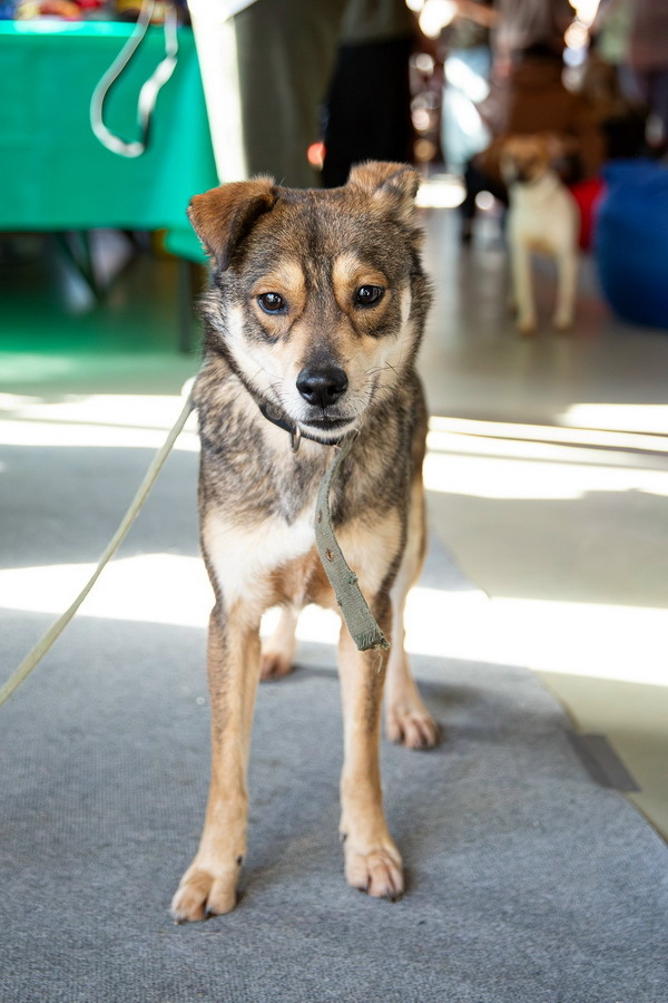 Всегда всем довольный небольшой пёсик