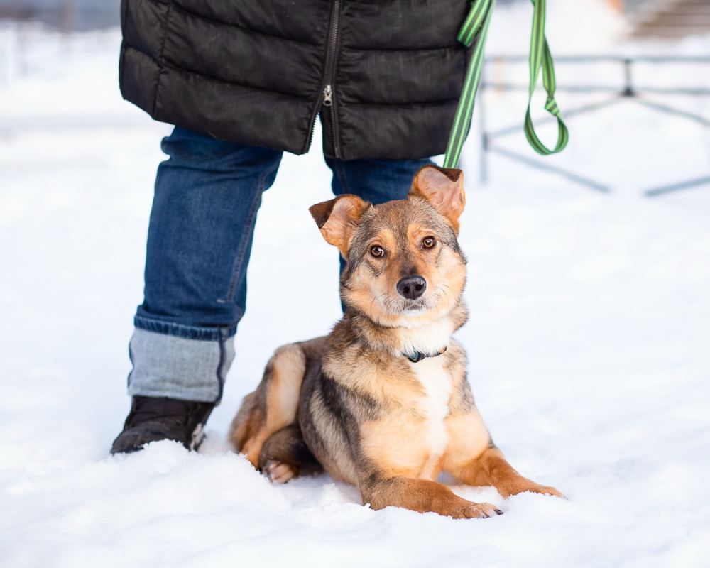 Очень трогательная собачка