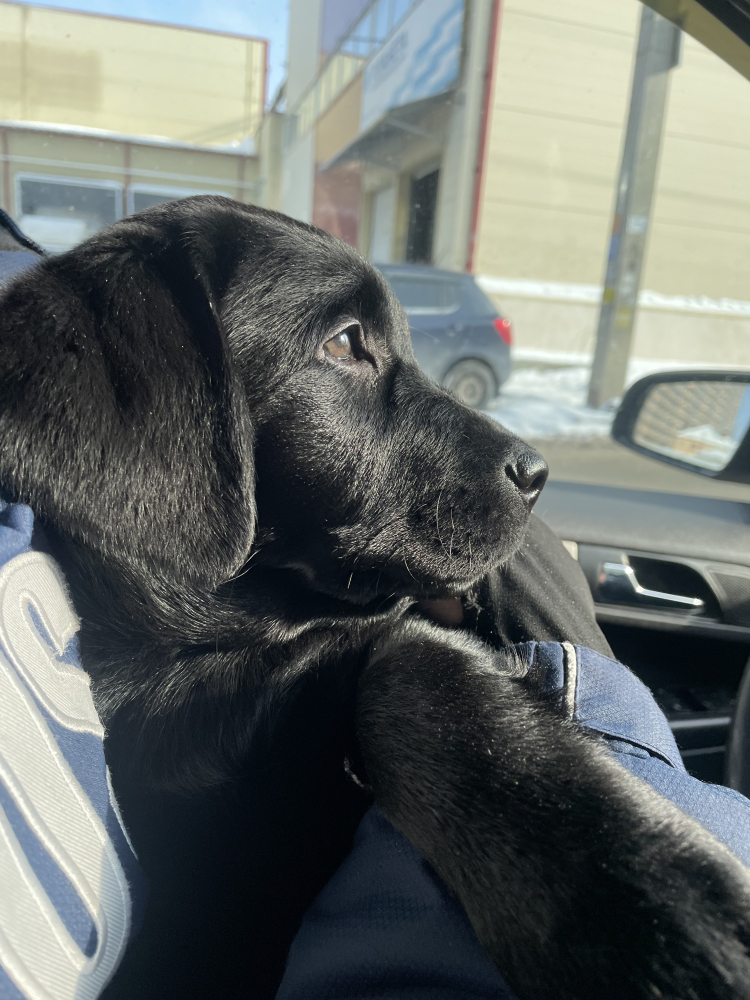 Щенки лабрадора