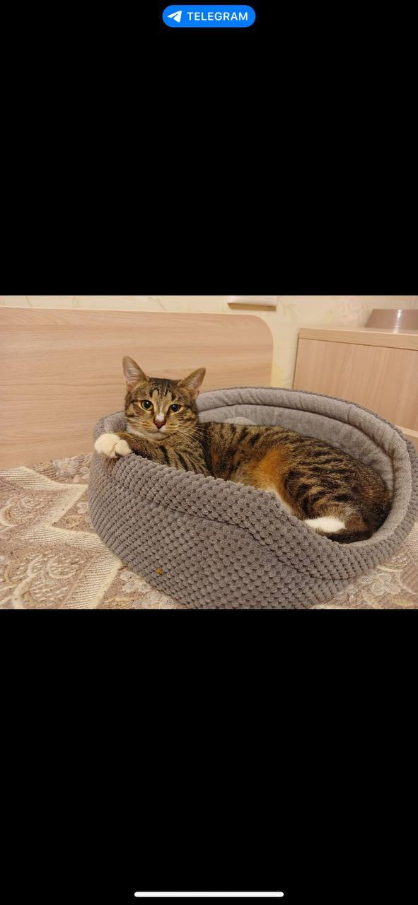 Ищу дом Шуне