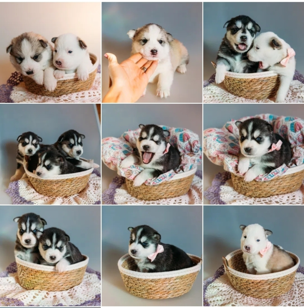 Щенки Хаски
