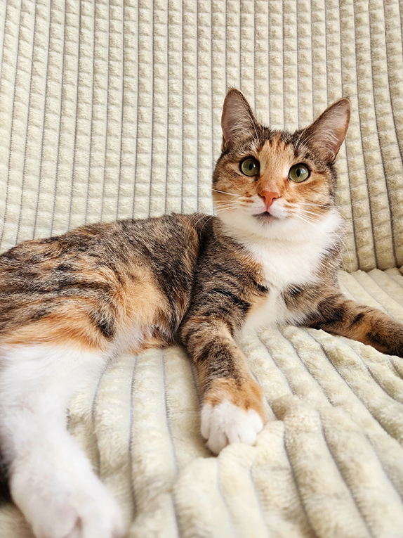 Ищет дом трехцветная кошечка-подросток