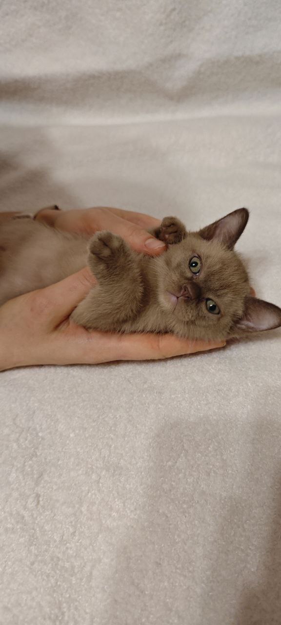 Мальчик европейской бурмы