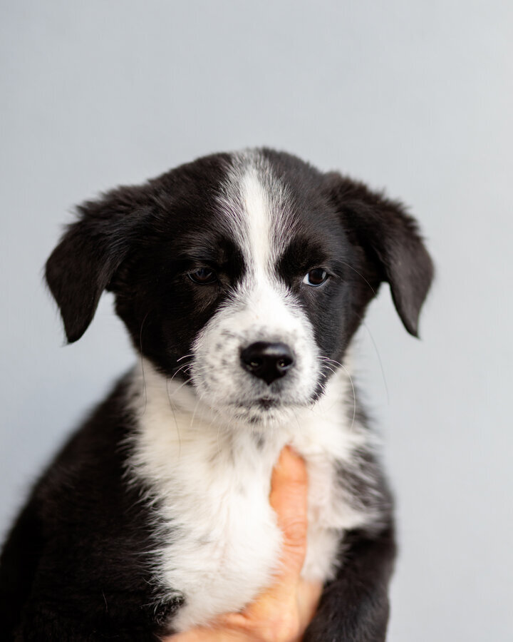 Чудесный щенок Чижик ищет дом.