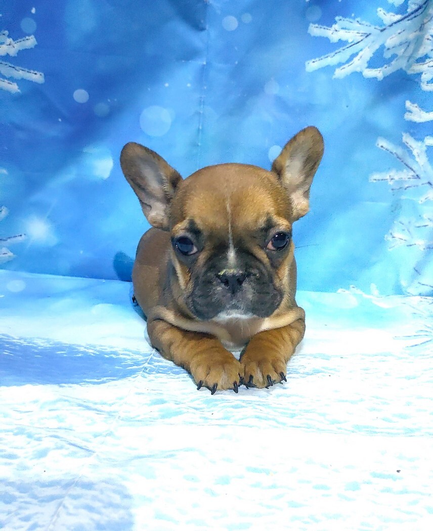 Щенки французкого бульдога