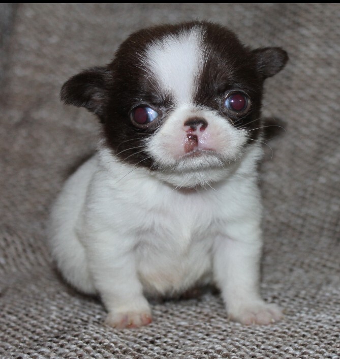 Мальчик шоколадик