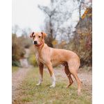 Очаровательный некрупный песик-подросток Вилли ищет семью