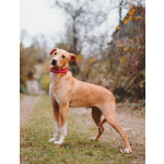 Очаровательный некрупный песик-подросток Вилли ищет семью