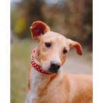 Очаровательный некрупный песик-подросток Вилли ищет семью