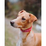 Очаровательный некрупный песик-подросток Вилли ищет семью