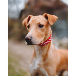 Очаровательный некрупный песик-подросток Вилли ищет семью